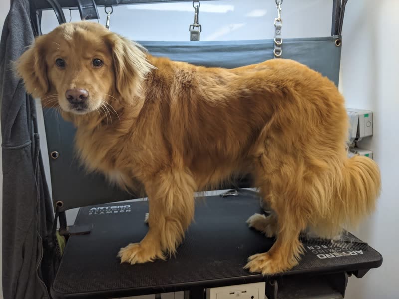 Inside the mobile grooming van: the grooming table and equipment with a golden retriever being worked on