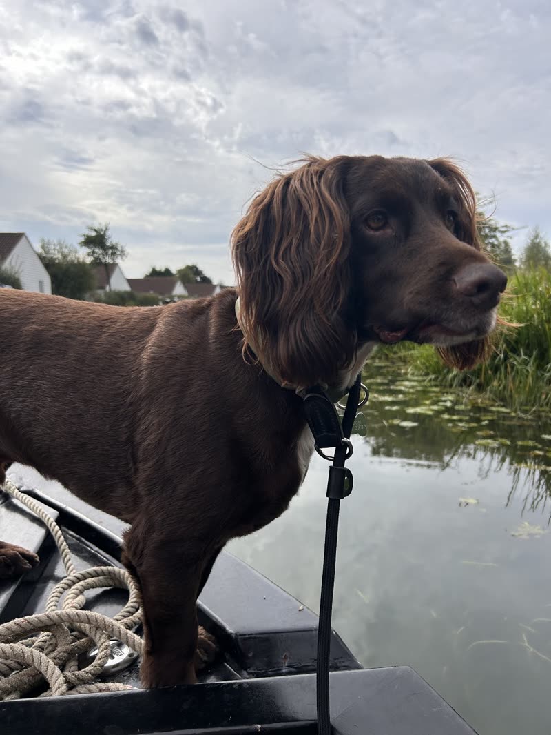 A chocolate working cocker spaniel standing on a boat by the water