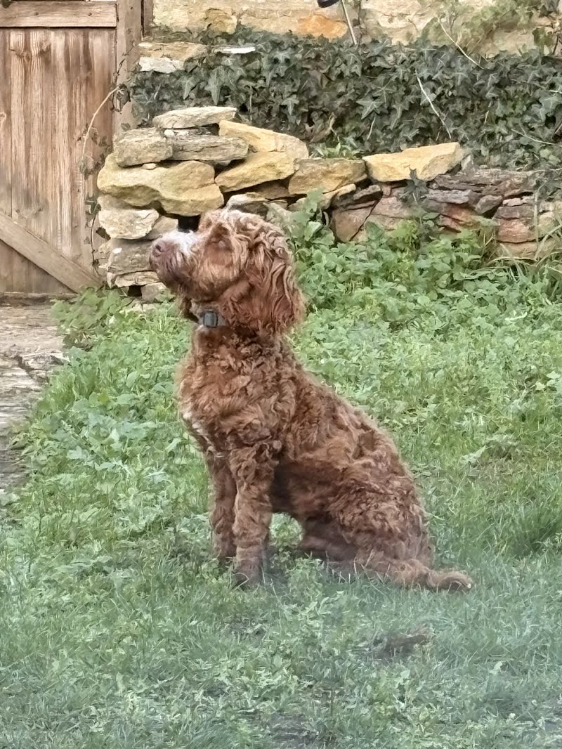A red cockapoo sitting on the grass in a garden by a stone wall