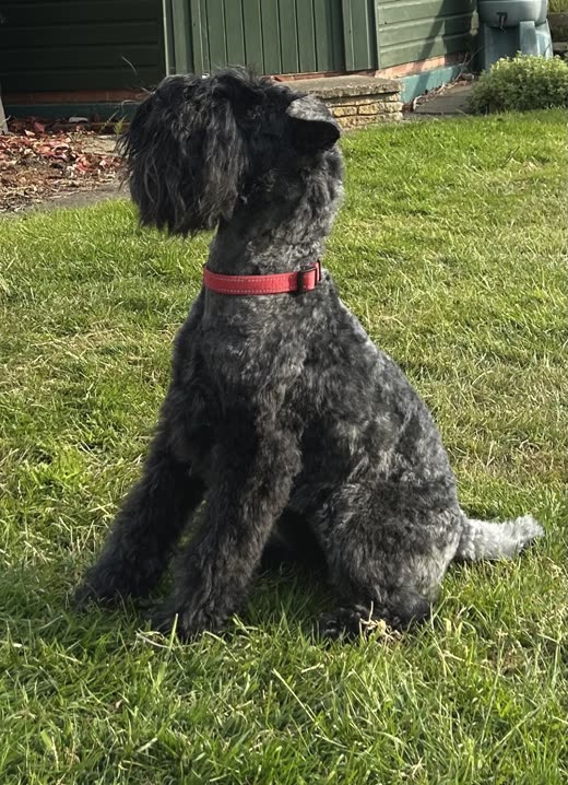 A dark grey schnauzer with a red collar sitting on a lawn, freshly trimmed