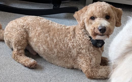 A cream cockapoo with a clipped body and fluffy face lying on a dog bed